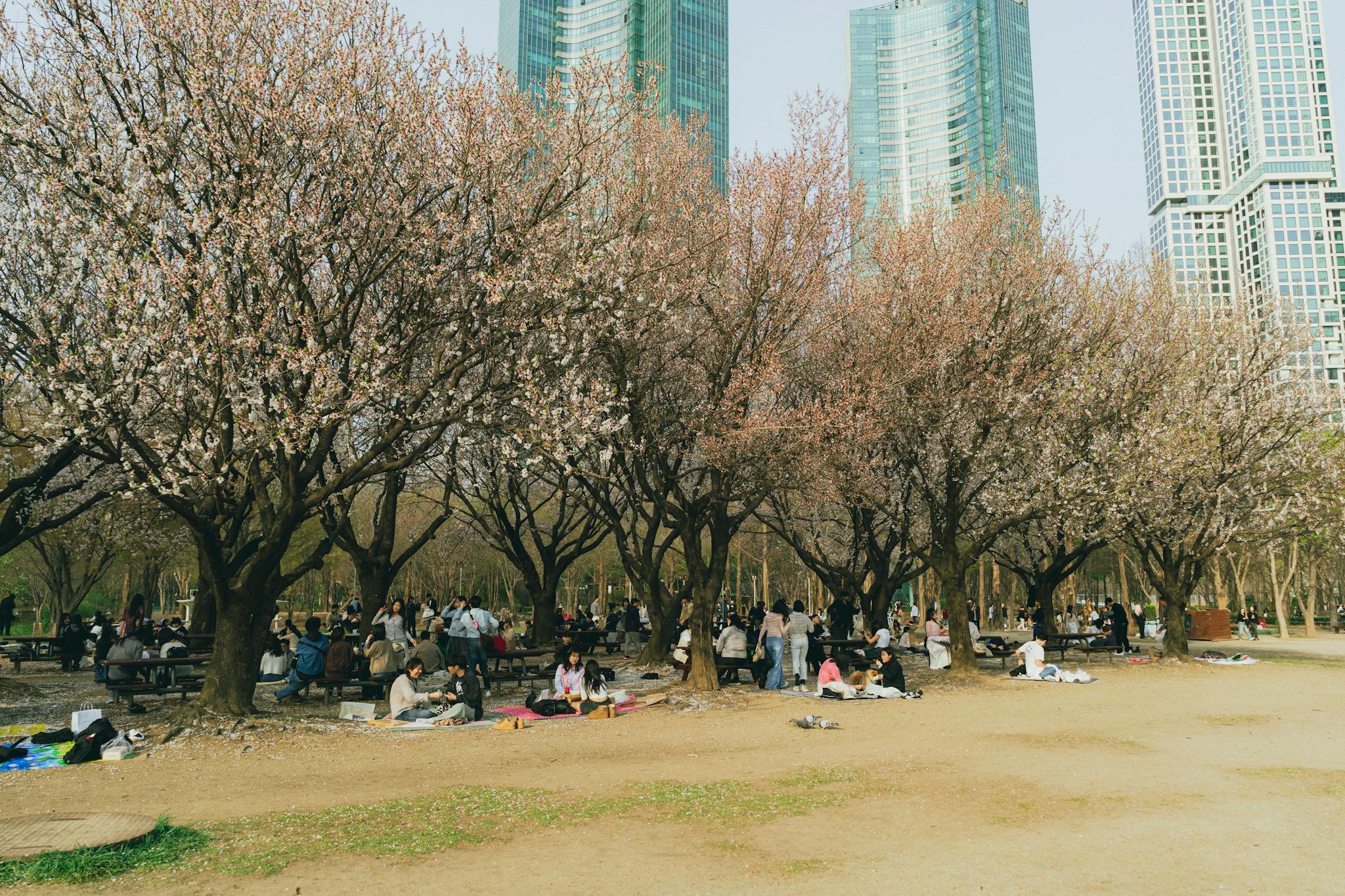 People enjoying a springtime picnic under cherry blossoms in Seoul with skyscrapers in the background.